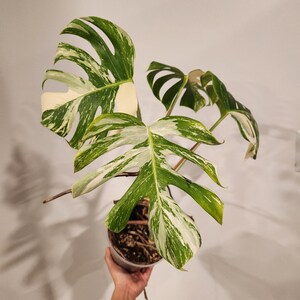 Albino Monstera - Etsy
