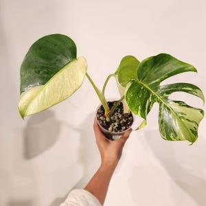 Monstera Jungle Mint NoID| Free Shipping | US SELLER | 4 inch pot |