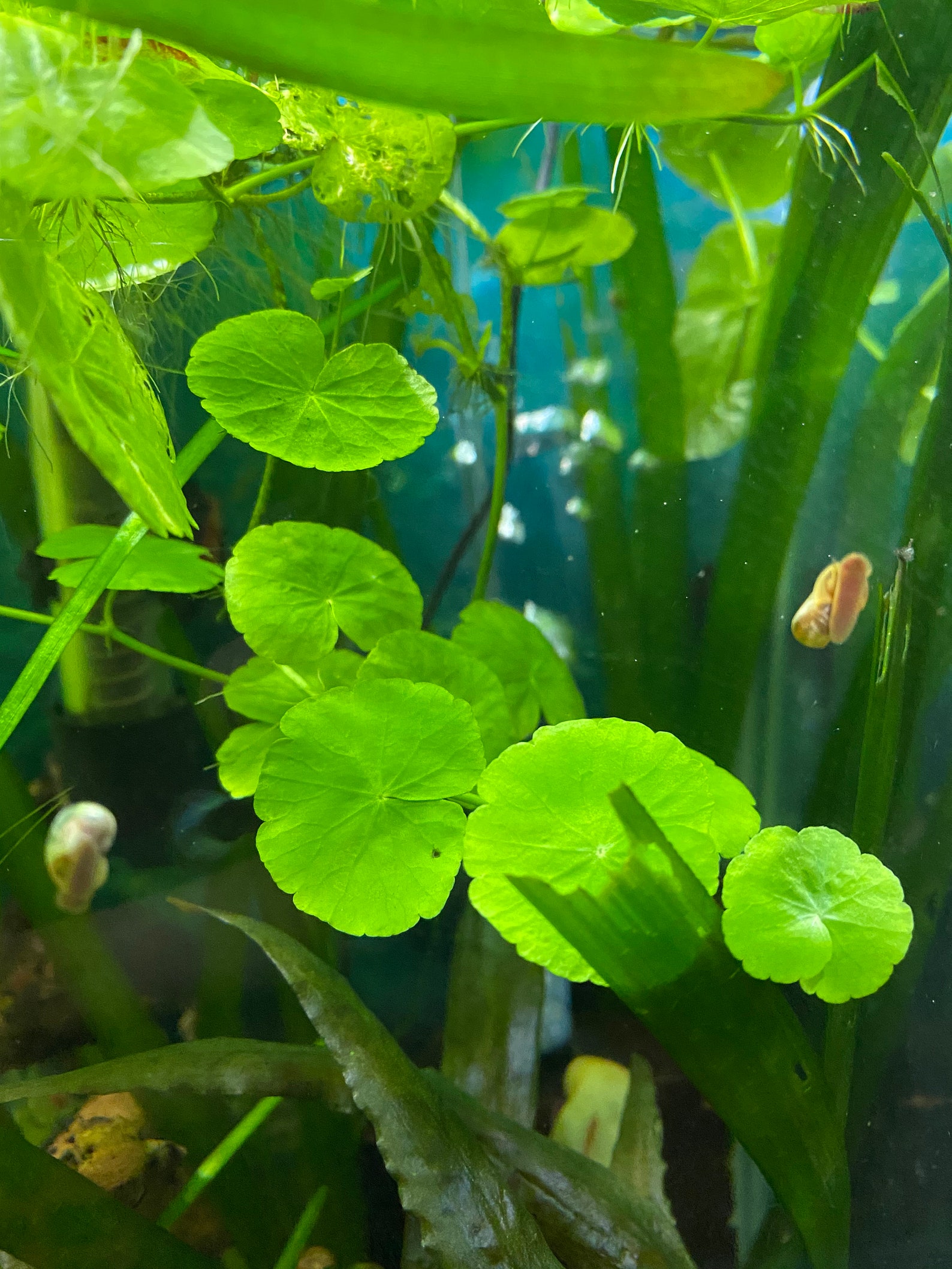 Brazilian Pennywort Hydrocotyle leucocephala Aquatic Aquarium | Etsy