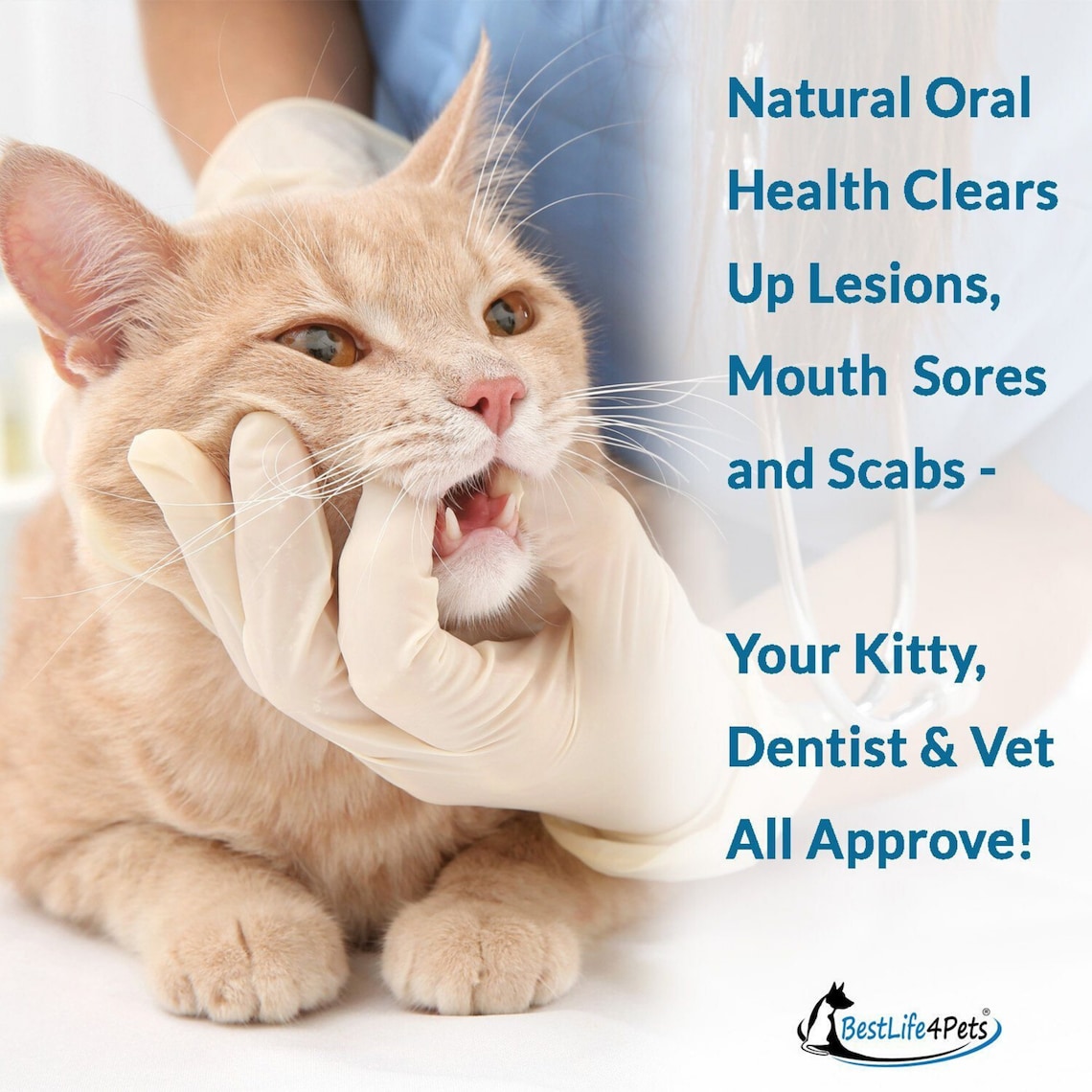 Oral Health for Cats Dental Treatment Stomatitis Degenerative Etsy