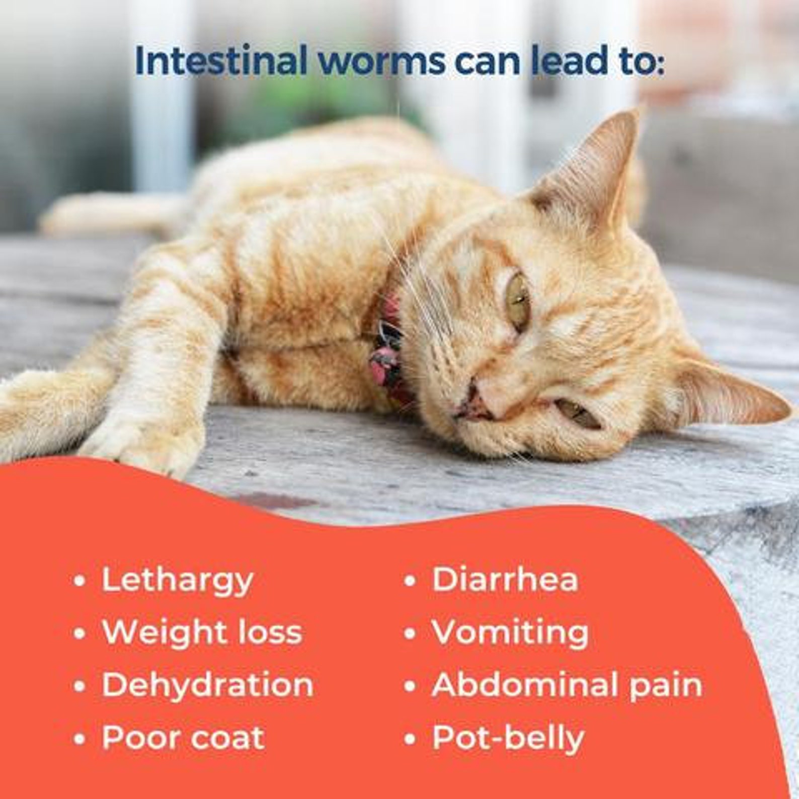 Dewormer for Cats and Kittens Broad Spectrum Feline Wormer Remedy Etsy UK