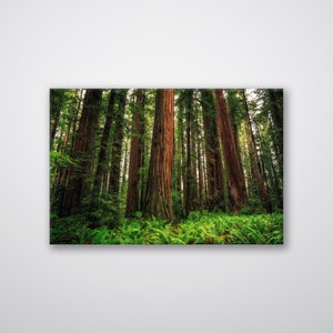 Redwood Forest Art Print: Ferns and Trees on ACM Metal
