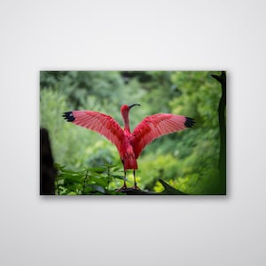 Pink Bird Print || Pink Bird Print Wall Art || Pink Bird Print Art || Pink Bird Wall Decor || Pink Bird Poster || Pink Bird Wall Hang Art