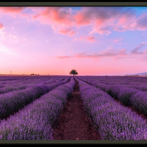 Lavender Fields - Print || Lavender Fields Photo Print Wall Art ...