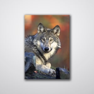 Wolf Print Art | Cool Wolf Photo Wall Art | Printable Wolf Art | Wolf Picture Wall Art | Poster Digital Print | Animal Home Decor, ACM