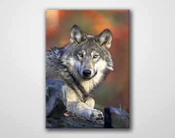 Wolf Photo Print | Animal Wall Art on ACM