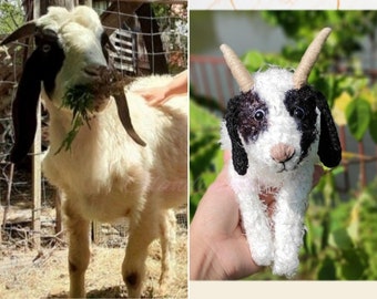 May include: A white goat with black markings on its face and ears. The goat is standing in a field of hay and is eating grass. A crocheted goat toy with black and white markings is being held in a hand.