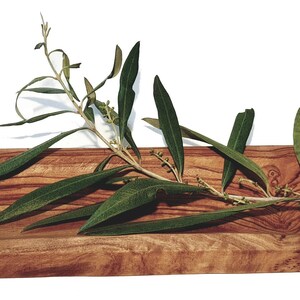 Puede incluir: Una bandeja de servir de madera larga y ovalada hecha de madera de olivo. La bandeja tiene un patrón de veta de madera natural y es perfecta para servir aperitivos, aperitivos o pan. Una rama de hojas de olivo verdes descansa sobre la bandeja.