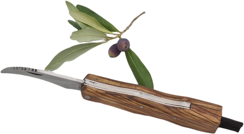 Folding knife mushroom blade handle olive wood with brush (7226) Folding knife mushroom blade handle olive wood with brush (7226)