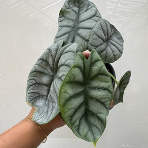 Alocasia Silver Dragon 4”