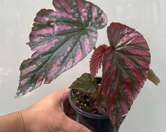 Begonia Brevirimosa 4”