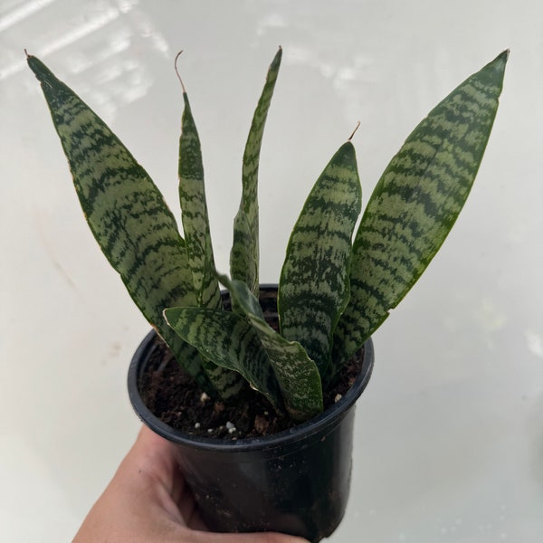 Sansevieria Black Coral 4”