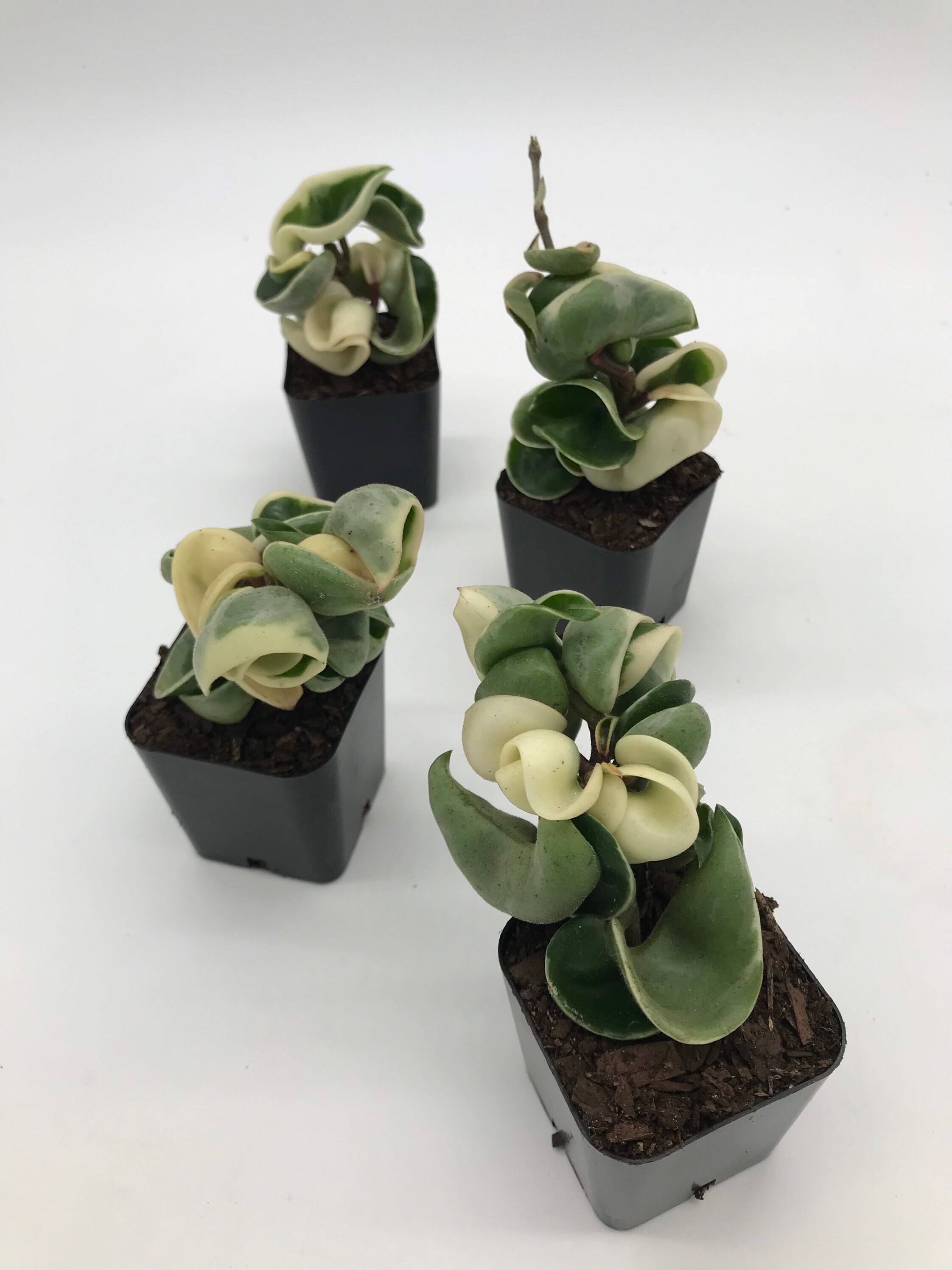 Variegated Hoya Rope 2.5”