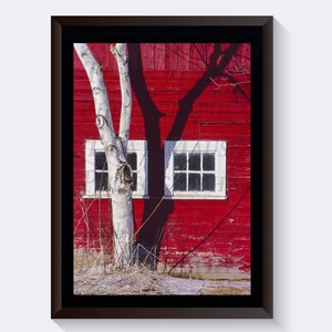 RED BARN and White BIRCH, Country Barn, Vermont barn, New England Barn, White Birch Tree, Framed Vermont Scenes, Framed Country Barn Gift
