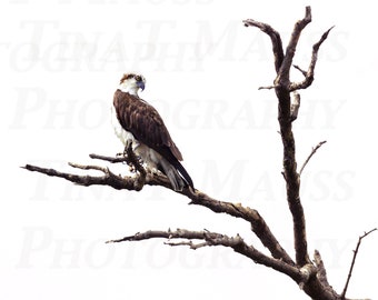 Águila pescadora en árbol muerto - Fotografía de aves, Foto de águila pescadora, Regalo para amante de las aves, Impresión de pájaros, Foto de águila pescadora enmarcada, Regalo de águila pescadora, impresión de naturaleza enmarcada