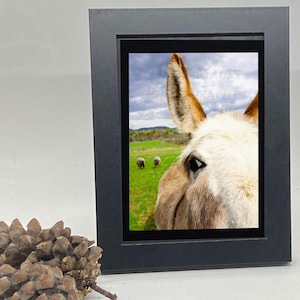 DONKEY FACE, Donkey Print, Farm Animal, Vermont Rural Scene,  Framed Vermont Scene Print, Gift Framed donkey print, Gift Matted Donkey Print