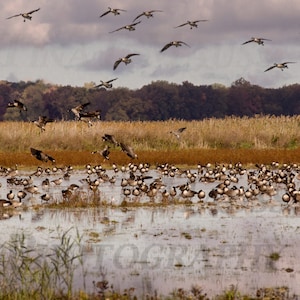 WANDERNDE GÄNSE, Wasservögel Drucke, Kanadier Gänse, Vögel, Gänse, Geschenk gerahmt Natur Drucke, Geschenk gerahmt Gänse, Geschenk Wasservögel Landschaft