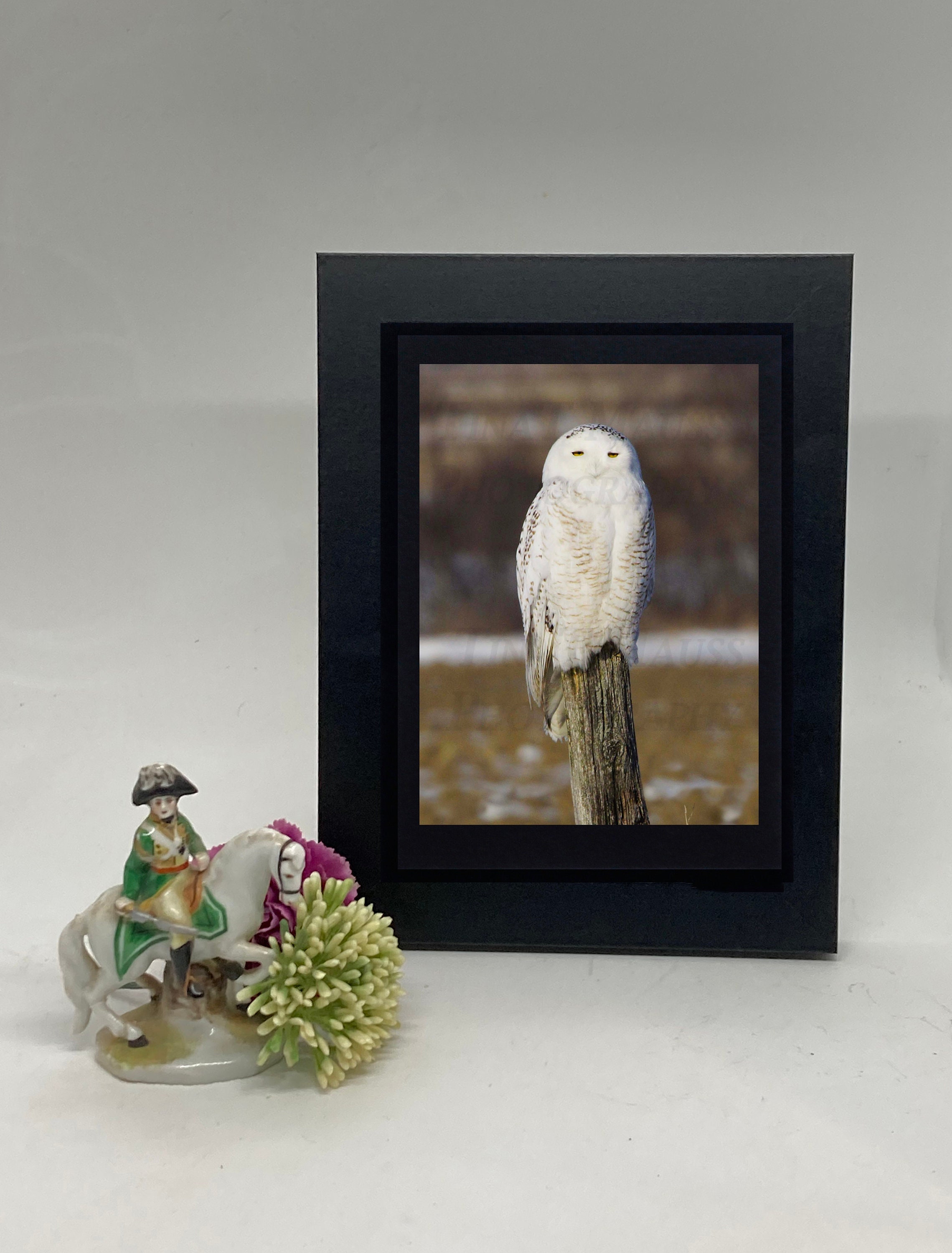 Snowy Owl: /Bird Photo, Snowy Owl print, Owl Prints, Framed Owl Photo, Gift for Bird lovers, Framed 