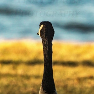 GANDERING GOOSE, Canadian Geese Print, Framed Goose Print, Gift for geese lovers, Framed Goose Print, Framed Vermont Scene, Goose Print Gift