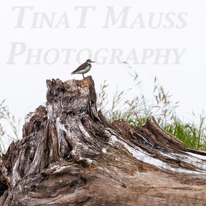 Sandpiper and Driftwood