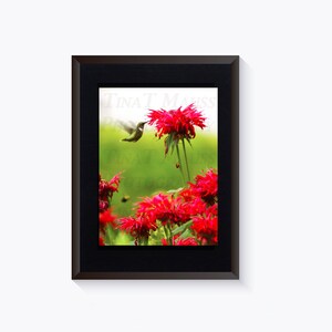 Hummingbird in the BeeBalm- Bird Photography, Bird print, Framed Hummingbrd Print, Gift for Bird lovers, Framed Bird Print, Red Flower Print