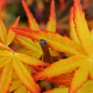 Dwarf Weeping Japanese Maple Golden Falls, New Maple, Acer Palmatum Golden Falls