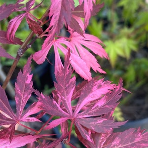 Rare Japanese Maple Lileeanne’s Jewel, Pink Japanese Maple, Variegated Japanese Maple, Acer Palmatum Lileeanne's Jewel