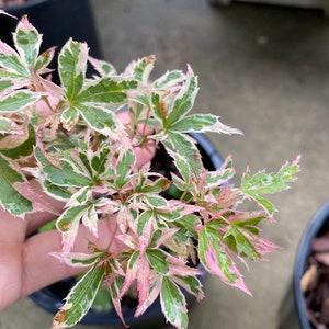 May include: Close-up of a small Japanese maple tree with green, white, and pink leaves. The leaves have a delicate, serrated edge. The plant is in a black pot, with other pots visible in the background.