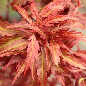 Pode incluir: Uma planta de bordo japonês com folhas profundamente serrilhadas em forma de lança, em tons de vermelho brilhante e laranja. A folhagem apresenta uma textura delicada e plumosa com veios amarelos proeminentes no centro de cada folha.