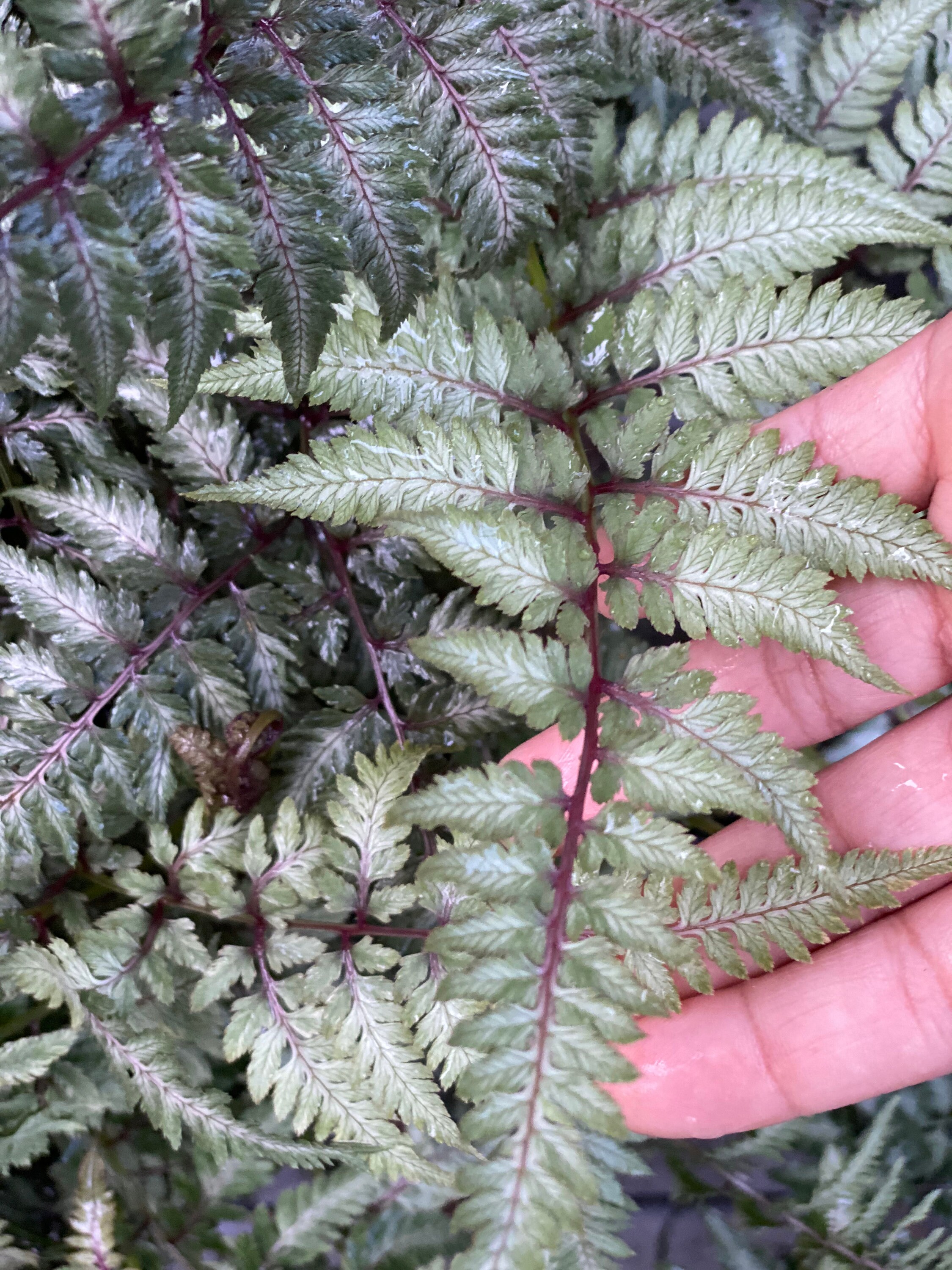 Japanese Painted Fern - 1 gallon pot size - 8- 14 inch fronds