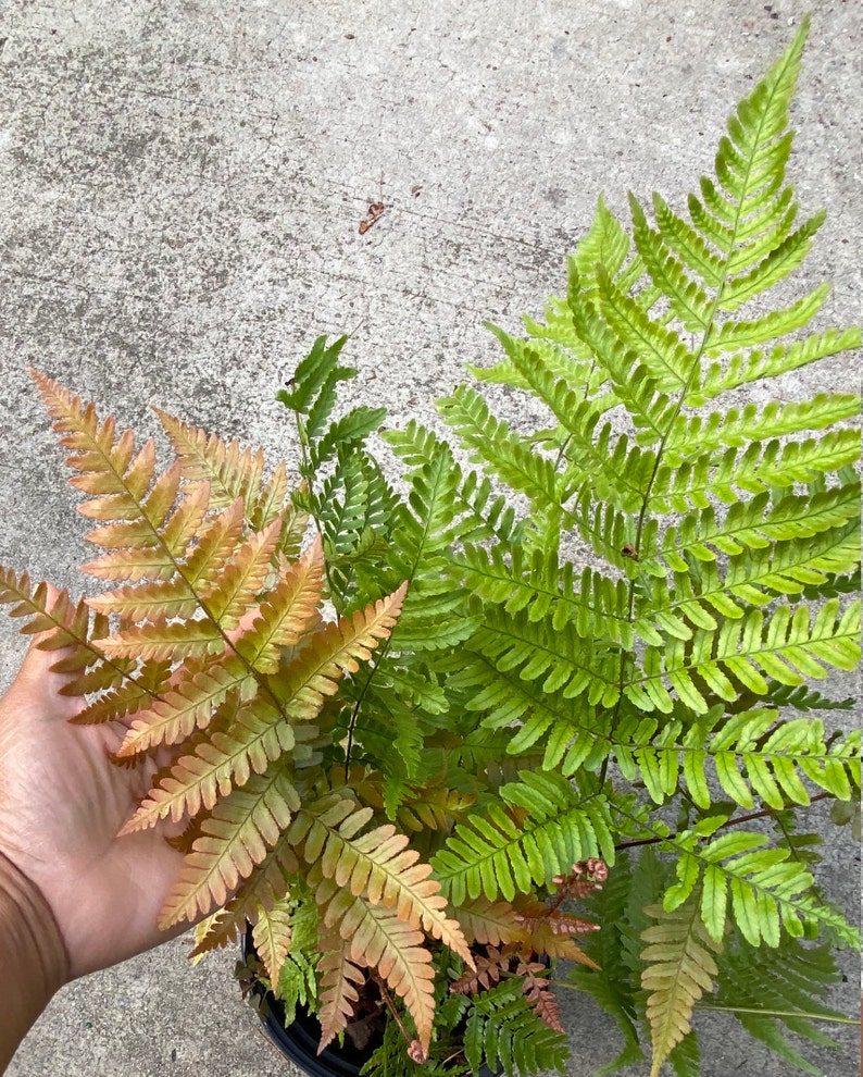 Large Autumn Fern 1 gallon size 12 to 20 long fronds | Etsy