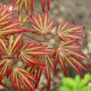 May include: A Japanese maple branch featuring palmate leaves with serrated edges. The foliage displays a vibrant color pattern with deep red margins and bright lime green centers along the veins, extending outward from thin, reddish-brown stems.