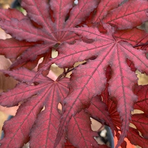 Japanese Maple Purple Ghost,  Acer Palmatum Purple Ghost, Purple Leaf Maple, Red Leaf Maple