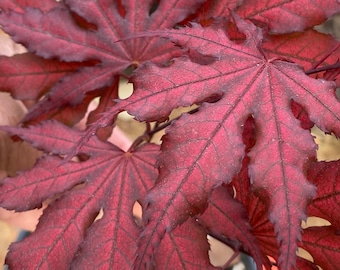 Japanese Maple Purple Ghost,  Acer Palmatum Purple Ghost, Purple Leaf Maple, Red Leaf Maple