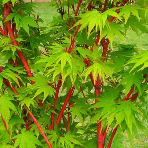 Coral Red Bark Japanese Maple,Acer Palmatum Sango Kaku