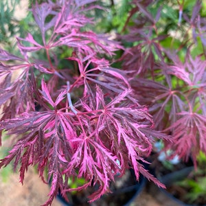 Dwarf Pink Japanese Maple, Acer Palmatum Dissectum Hana Matoi, Pink and Green Tree, Variegated Japanese Maple
