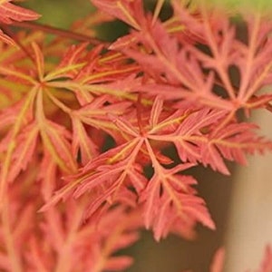 Dwarf Japanese Maple Orangeola, Acer Palmatum Dissectum Orangeola, Orange Red Bronze Maroon Japanese Maple