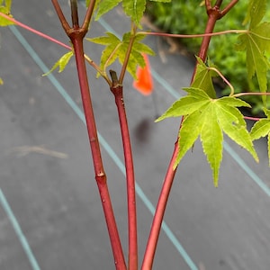 Coral Red, Orange or Yellow Bark Japanese Maple,Acer Palmatum Wildfire