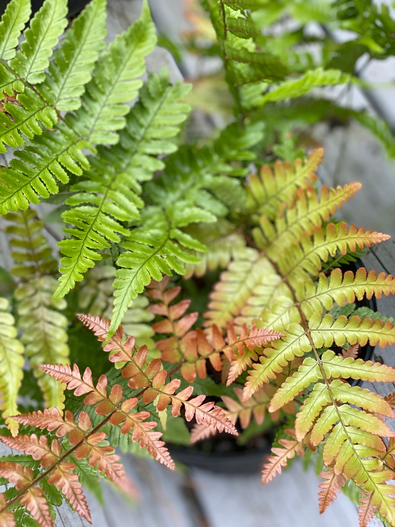Autumn Fern SemiEvergreen Fern for zones 49 Easy Care Etsy