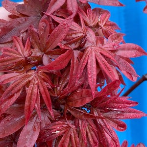 Japanese Maple Twombley’s Red Sentinel, Columnar Japanese Maple, Easy Care Japanese Maple