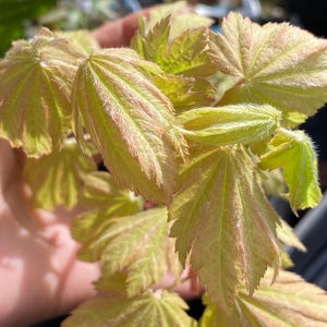 May include: Close-up of delicate, light green leaves with reddish-pink edges. The leaves have a soft, textured appearance and are slightly ruffled. The image is well-lit, highlighting the details of the foliage. The leaves are likely from a young plant.