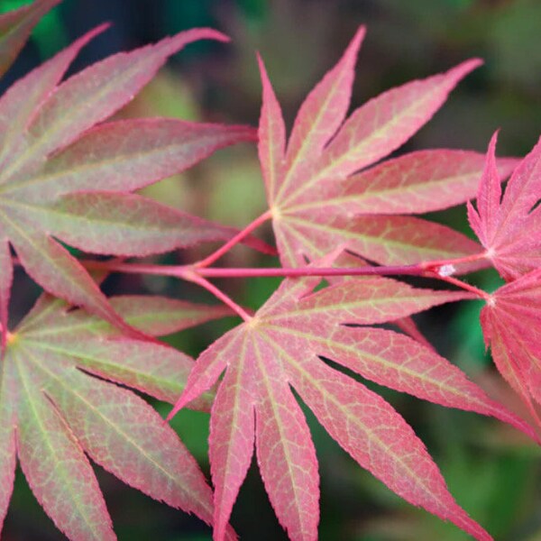 Japanese Maple Shirasawanum Etsy