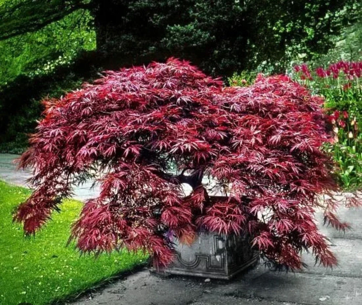 Purple Maple Tree - Etsy