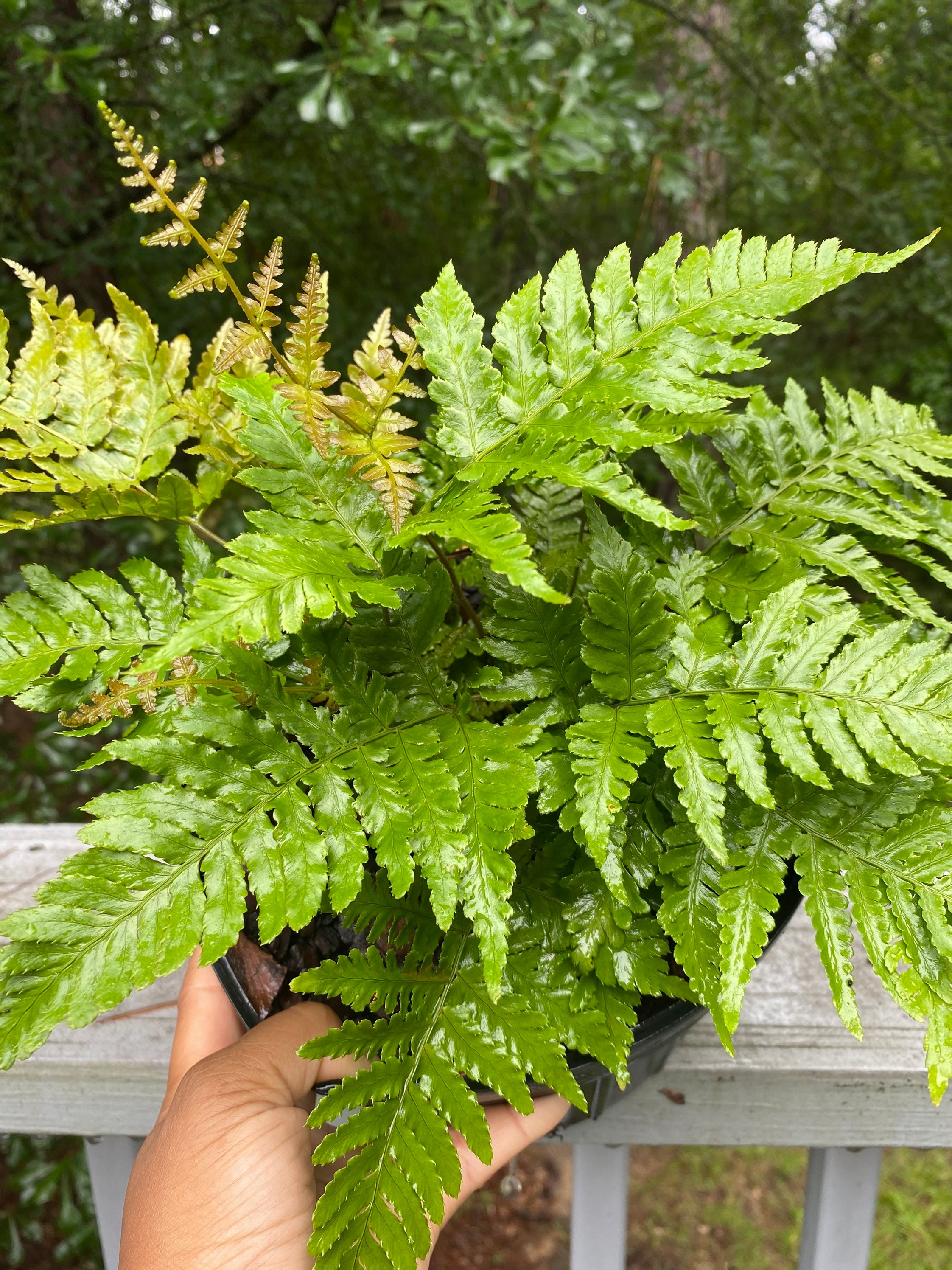 Autumn Fern SemiEvergreen Fern for zones 49 Easy Care Etsy