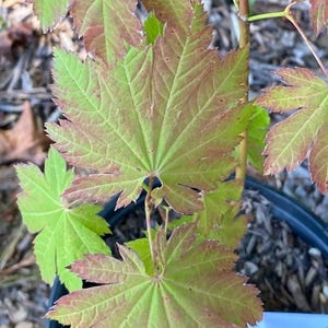 May include: A young Japanese maple plant in a black plastic nursery pot. The palmately lobed leaves feature a vibrant green center that transitions to a reddish-brown hue along the serrated edges, with visible veins and a thin, upright brown stem.
