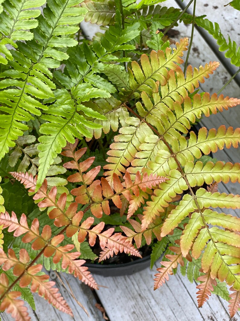 Autumn Fern SemiEvergreen Fern for zones 49 Easy Care Etsy