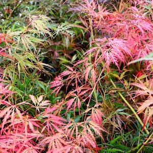 Japanese Maple Inaba Shidare - High Graft, Acer Palmatum Dissectum Inaba Shidare, Weeping Japanese Maple, Red Japanese Maple