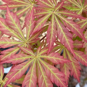Acer Palmatum Bronze Age, Japanese Maple Bronze Age, Variegated Japanese Maple