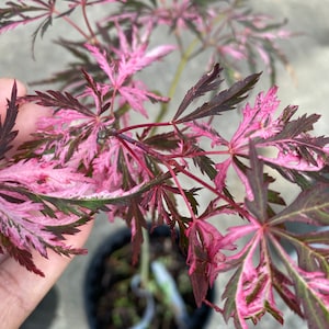 May include: A Japanese maple plant featuring deeply lobed, serrated leaves with a variegated pattern of dark burgundy and vibrant pink. The plant is housed in a black plastic nursery pot with a small white identification tag visible in the soil.
