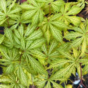 May include: A Japanese maple plant featuring palmate leaves with a vibrant chartreuse and lime green color palette. The leaves display a distinct network of darker green veins and serrated edges, supported by thin, reddish-brown stems.